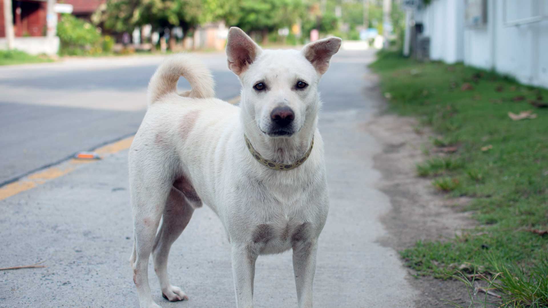 jindo is ill with infectious canine hepatitis